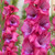 Gladioli Lumiere