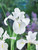 Iris latifolia White