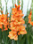 Gladioli Saga