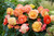 Begonia Superba Bolero