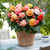 Begonia Superba Bolero