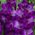 Gladioli Violetta