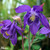 Aquilegia alpina