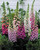 Digitalis Mix