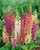 Digitalis Mix