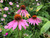 Echinacea Purpurea (5cm Modules)