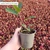 Photinia fraseri 'Red Robin' (9cm Pot)