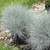 Festuca glauca 'Elijah Blue'