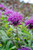 Monarda Blaustrumpf (Loose Root)