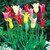 Lily Flowering Tulips Mix (Top Sized) 11/12