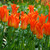 Tulip 'Ballerina'
