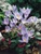 Crocus Speciosus Conqueror 5/6cm