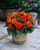 Begonia Non-Stop Orange Exhibition (5-6cm)