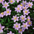 Anemone nemorosa 'Robinsoniana'