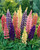 Lupin Russell Mixed