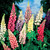 Lupin Russell Mixed