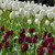 Tulip 'Ronaldo'