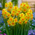 Narcissus  'Falconet'