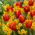 Narcissus  'Falconet'