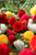 Begonia Non Stop Mix 5/6cm