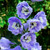 Delphinium 'Summer Skies'