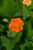 Geum 'Queen of Orange'