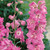 Delphinium Astolat (5cm Modules)