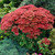 Sedum Autumn Joy (Herbstfreude)