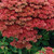 Sedum Autumn Joy (Herbstfreude)
