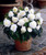 Begonia Non-Stop White (5-6cm Tubers)