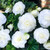 Begonia Non-Stop White Exhibition (5-6cm)