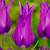 Tulip Purple Dream (Saver Sized Bulbs)