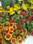 Gaillardia Mix