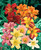 Hemerocallis Single Flower Mix
