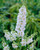 Verbascum phoenicum Flush of White