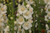 Verbascum phoenicum Flush of White
