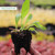 Verbascum phoenicum Flush of White