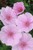 Geranium sanguineum var. striatum