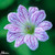 Geranium Versicolor (Loose Roots)