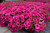 Surfinia Single Trailing Hot Pink