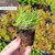 Lavender Hidcote 5cm Modules