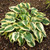 Hosta Wide Brim (Loose Root)