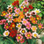 Sparaxis Mixed 4-5cm