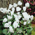 Cyclamen hederifolium Album (10-12cm Bulbs)