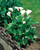 Zantedeschia Aethiopica (12cm+)