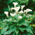 Zantedeschia Aethiopica (12cm+)