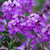 Erysimum Bowles Mauve (5cm plug)