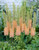 Eremurus Romance (Bulbs)