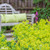 Alchemilla mollis
