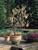 Corylus avellana Contorta